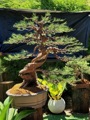 Bonsai Pin Australian (200 seminte) Bonsai Sea Ironwood - Casuarina equisetifolia, arbore vesnic verde, flori rosii decorative, Saflax - Img 5