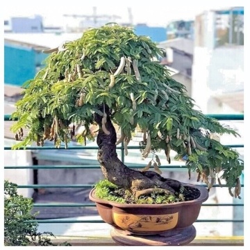 Bonsai Tamarin (4 seminte) Bonsai Tamarind - Tamarindus indica, arbore cu frunze delicate, care se strang noaptea, Saflax - Img 6