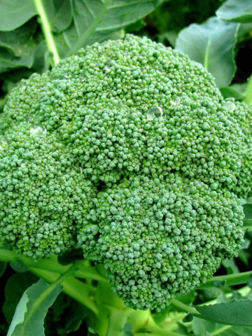 Broccoli Calabrese (2 gr) Seminte de Broccoli Semitimpurii Calabrese, Florin - Img 1