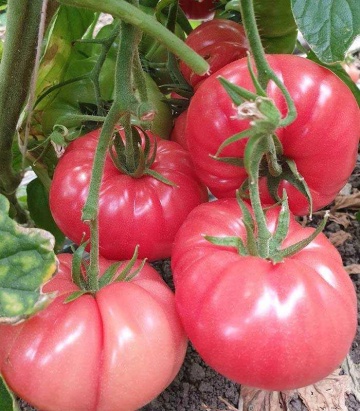 Buffalopink F1 (HMC 44169) (10 seminte) tomate crete extra-timpurii, de culoare roz, Florian - Img 3