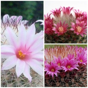Cactus Mammilaria Mix (40 seminte) cactusi usor de ingrijit, flori foarte colorate, Saflax - Img 6
