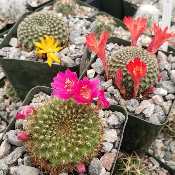 Cactus pitic Argentinian mix (40 seminte) Rebutia, cactusi pitici, flori delicate, colorate, Saflax - Img 5