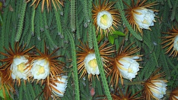 Cactus Regina Noptii (40 seminte) Queen of the Night - Selenicerus grandiflorus, flori mari, parfum de vanilie, Saflax - Img 5