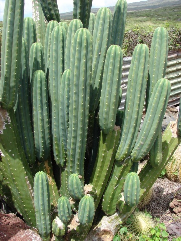 Cactus San Pedro (15 seminte) San Pedro Kaktus - Trichocereus Pachanoi, cactus stravechi, crestere rapida, Saflax - Img 4