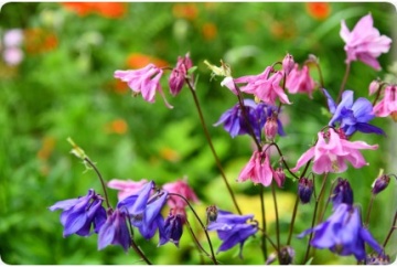Caldaruse salbatice mix (100 seminte) Akelei mix - Aquilegia vulgaris, caldaruse bogate in nectar, Saflax - Img 3