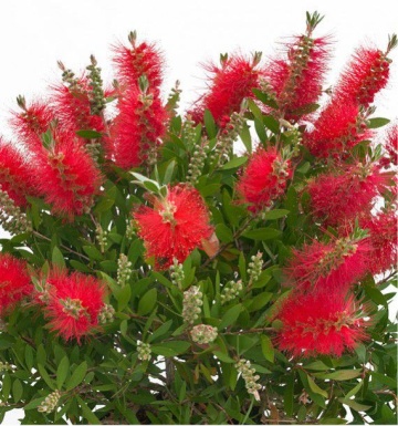 Callistemon citrinus seminte de Callistemon planta perena exotica, Vilmorin - Img 3