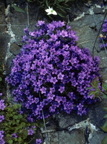 Campanula Mix (0.25 gr) seminte planta perena cu flori in forma de clopotei, Horti Tops - Img 2