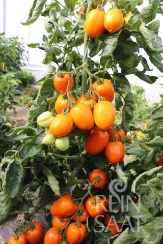 Carmen BIO (35 seminte) tomate portocalii gust dulce-fructat, perfecte pentru ghivece, ReinSaat