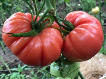 Cassarosa F1 (5 seminte) tomate crete - costate, culoare roz - violet, nedeterminate, Seklos - Img 2