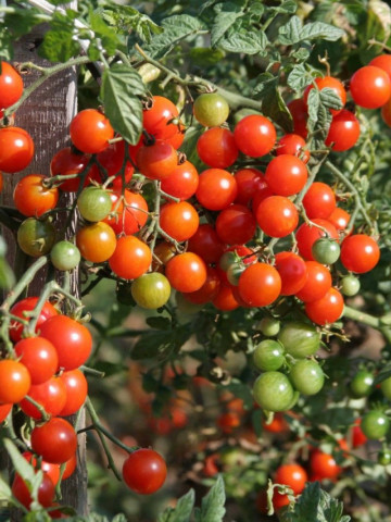 Cerise (60 seminte) tomate cherry nedeterminate, gust foarte dulce, Buzzy - Img 2