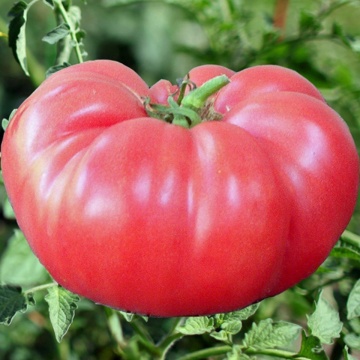 Ciccio (30 seminte) rosii uriase roze peste 1 kg, soi stravechi tip Supesteak, semi-tardiv, nedeterminat si foarte fertil, Seklos - Img 2