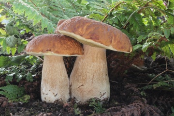 Ciuperca Boletus betulicola (10 g) miceliu de ciuperca de padure Hrib de Mesteacan, Seklos - Img 5