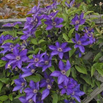 Clematite The President, tufa ornamentala cataratoare Clematis, cu flori mari, stelate, colorate in albastru-mov inchis, Yurta - Img 2