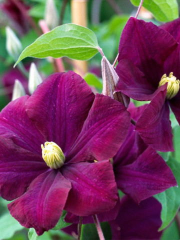 Clematite Warszawska Nike, tufa ornamentala cataratoare Clematis, cu flori mari, catifelate, colorate in rosu-violet, Yurta - Img 2