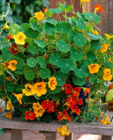 Condurul Doamnei Nasturtium Gleam Hybrids (2 gr) de seminte de Condurul Doamnei urcator, amestec de culori, Seklos