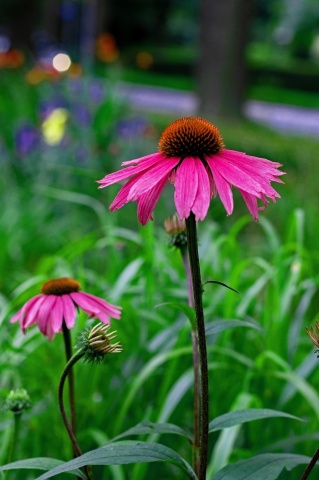 Coneflower (150 seminte) Echinacea perena flori mari, roz, Seklos - Img 3