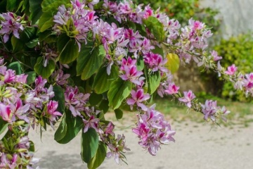 Copacul Orhidee roz (8 seminte) Camel Foot Tree - Bauhinia variegata, flori superbe roz, parfumate, Saflax - Img 4