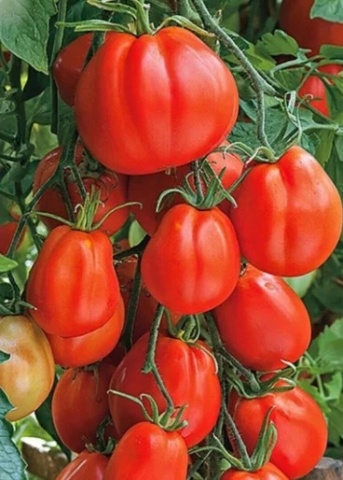 Corazon F1 (5 seminte) tomate nedeterminate de tip costat crete "Inima de Albenga", Seklos