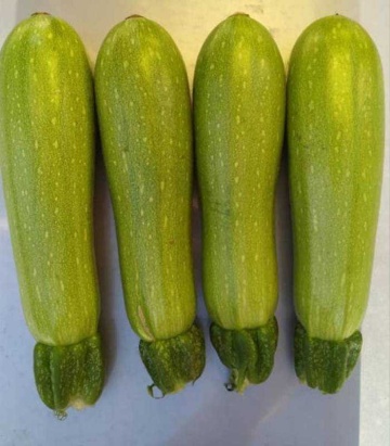 Cordelia F1 (10 seminte) dovlecel perfect cilindric, neted, verde deschis, Syngenta & Florian - Img 3