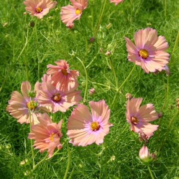 Cosmos Apricotta (20 seminte) Mararite flori deosebite roz-piersica, inflorire abundenta, Seklos - Img 4