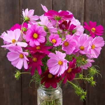 Cosmos Early Summer (1 gr) seminte Mararite flori viu colorate, inflorire abundenta, Seklos - Img 3