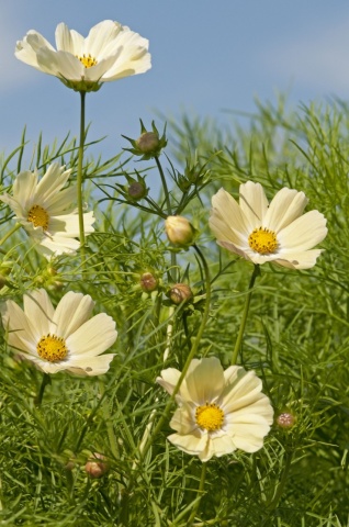 Cosmos Kiiro (120 seminte) Mararite inflorire abundenta, flori galben pal, Seklos - Img 5
