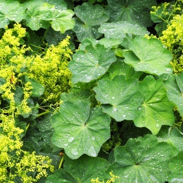 Cretisoara (100 seminte) Lady's Mantle - Alchemilla vulgaris, planta medicinala pentru aparatul genital feminin, Saflax - Img 3