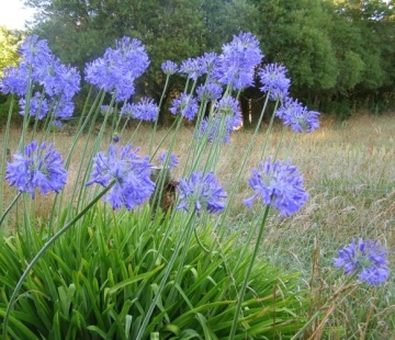Crin African (50 seminte) African Lily - Agapanthus orientalis, flori albastre, inflorescente sferice, Saflax - Img 2