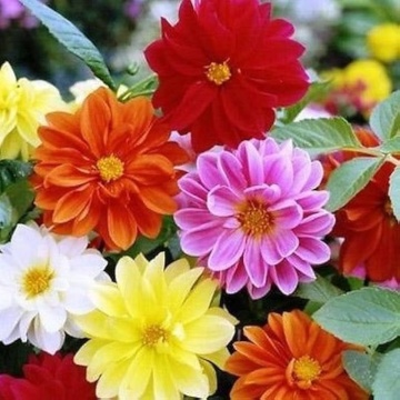 Dahlia Unwin (100 seminte) Dalie flori stralucitoare, multicolore, Seklos - Img 1