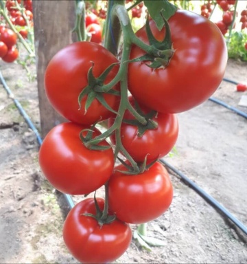Donnatino F1 (250 seminte) tomate nedeterminate timpurii, fructe mari, Fito Semillas