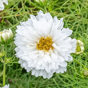Double Dutch White (190 seminte) Cosmos-Mararite, planta anuala flori albe batute, inflorire abundenta, Seklos