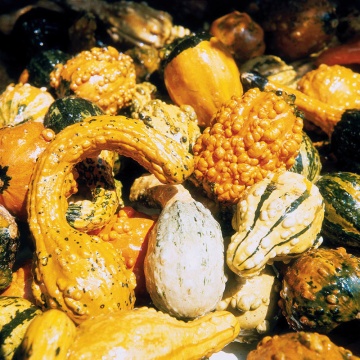 Dovleac decorativ amestec cu fructe mici (2 g), seminte de dovleac decorativ cu fructe mici, in diferite combinatii de forme si culori, Kertimag - Img 3