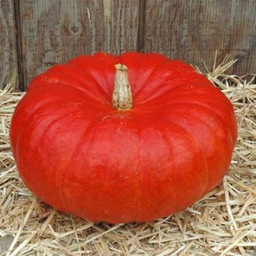 Dovleac Rouge Vif d'Etampes (40 seminte) dovleac aspect unic, Agrosem