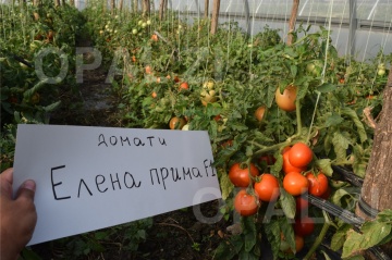 Elena Prima F1 (60 seminte) rosii determinate semitimpurii pentru camp, Opal - Img 2