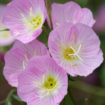 Evening Primrose Rose (0.2 gr) flori roz deschis, inflorire abundenta, Seklos