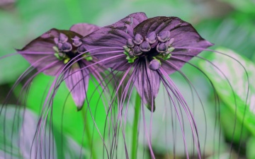 Floarea Liliac (10 seminte) Black Bat Flower - Tacca chantrieri, flori mari violet-maronii, aspect interesant, Saflax - Img 4