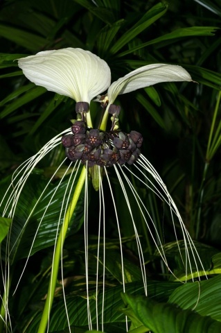 Floarea Liliac Alb (10 seminte) White Bat Flower - Tacca integrifolia, flori mari alb cu violet, aspect interesant, Saflax - Img 5