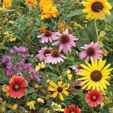 Flower Mix Butterfly BIO (320 seminte) amestec flori de vara anuale BIO, colorate si parfumate, Seklos - Img 2