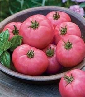 Fuji Pink F1 (5 seminte) tomate semitimpurii de culoare roz, Kiepenkerl - Img 2