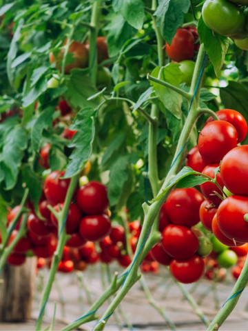 Galiceno F1 (500 seminte) tomate timpurii, cu crestere nedeterminata , Hazera - Img 2