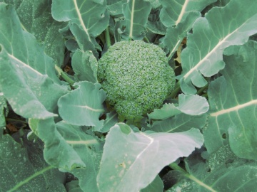 Gentlemen F1 (1000 seminte) broccoli, hibrid timpuriu, Profit Seeds - Img 2