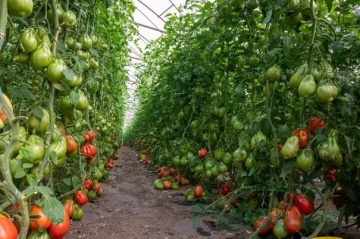 Gigawak F1 (500 seminte) tomate nedeterminate tip inima de Bou, costate, uniforme, atractive, gust placut, Syngenta - Img 2