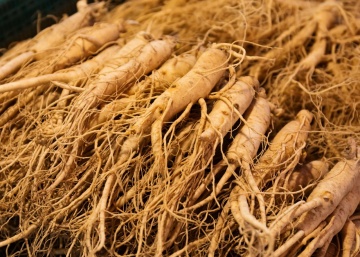 Ginseng (10 seminte) Korean Ginseng - Panax ginseng, planta medicinala proprietati deosebite de tonifiere, vitaminizare, imuno-stimulatoare, Saflax - Img 4
