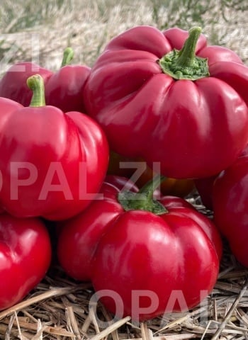 Granata (1500 seminte) ardei gogosar mari si carnosi, soi timpuriu productiv, Opal