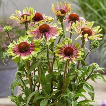Green Twister (0.3 gr) seminte Echinacea purpurea, flori bicolore verde-lime cu roz, proprietati medicinale, Toraf - Img 5