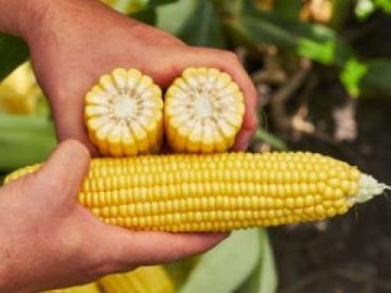 GSS 8529 F1 (5 gr) seminte porumb super zaharat, rezistent la boli, productie mare, Syngenta & Florian - Img 3