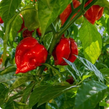 Habanero Red (20 seminte) ardei iute soi mexican, cel mai iute din lume, PlantiCo - Img 4