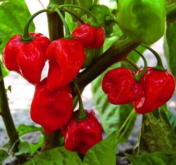 Habanero Red (30 seminte) ardei iute soi mexican, cel mai iute din lume, SSB