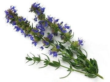 Hyssop BIO (500 seminte) isop BIO, aromatic, melifer, decorativ, Seklos - Img 2