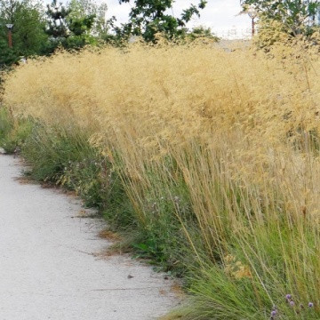 Iarba cu Pene Gigant (10 seminte) Giant Feather Grass - Stipa gigantea, iarba onamentala inalta, gratioasa, Saflax - Img 5